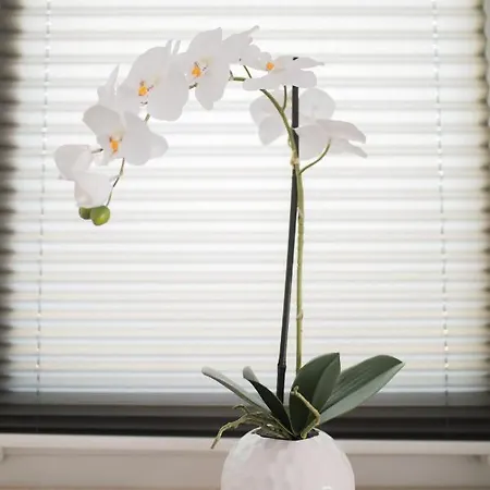 Silver Stone * Primošten