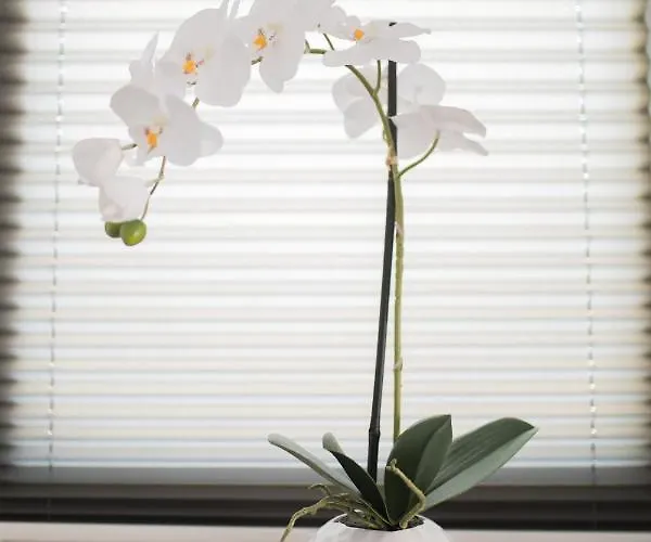 Silver Stone * Primosten